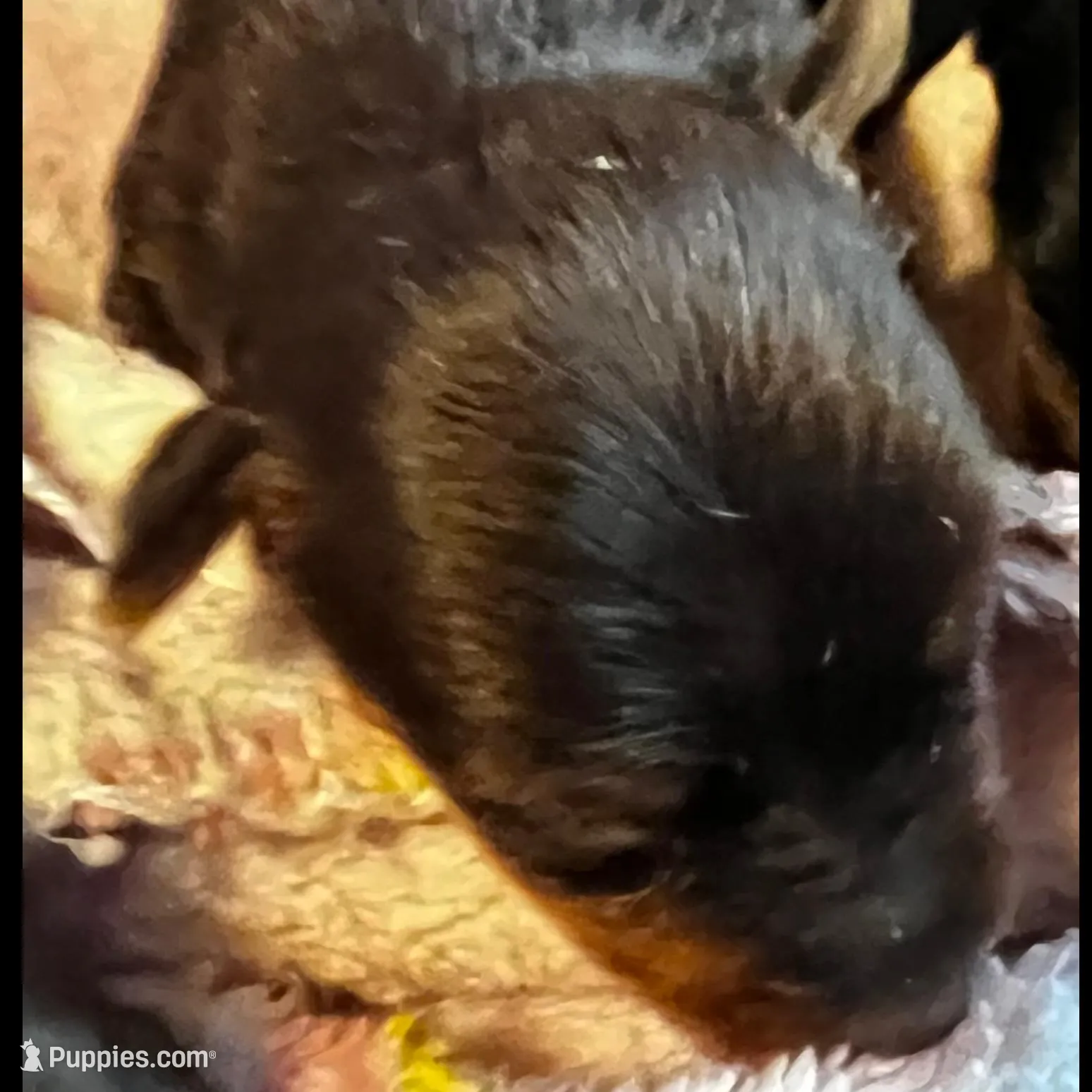 Ariel – Yorkshire Terrier puppy for sale in Meridian, MS