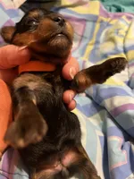 Irma, a female Yorkshire Terrier for sale in Meridian, MS – 6 of 6