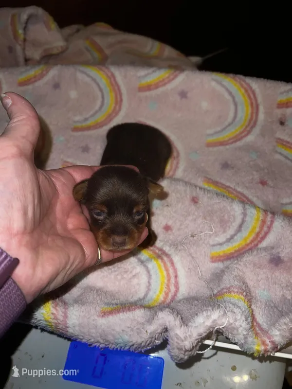 Cinderella  – Yorkshire Terrier puppy for sale in Meridian, MS