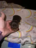 Cinderella , a female Yorkshire Terrier for sale in Meridian, MS – Photo 1 of 2