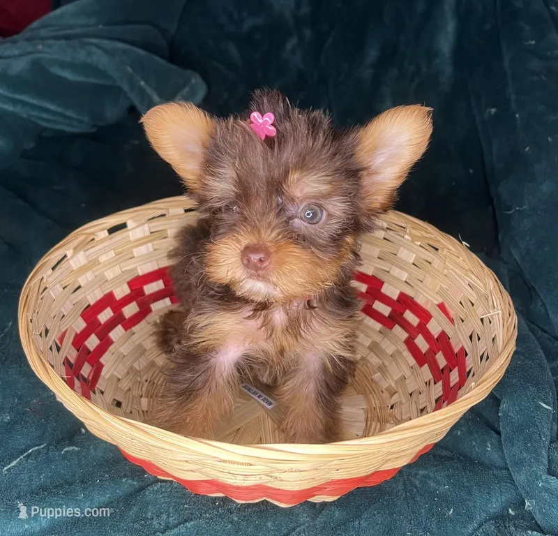 Cinderella  – Yorkshire Terrier puppy for sale in Meridian, MS