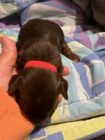 Raphael, a male Yorkshire Terrier for sale in Meridian, MS – 5 of 5