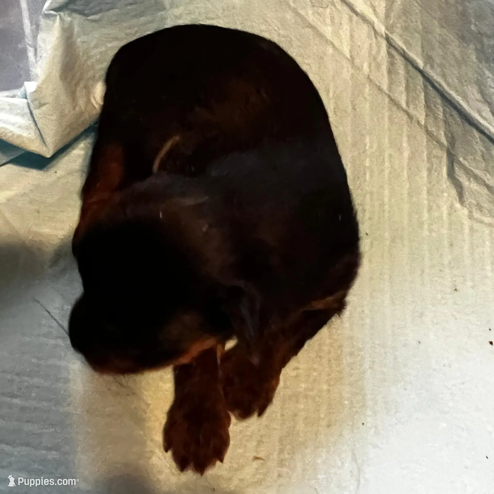 Doc – Yorkshire Terrier puppy for sale in Meridian, MS