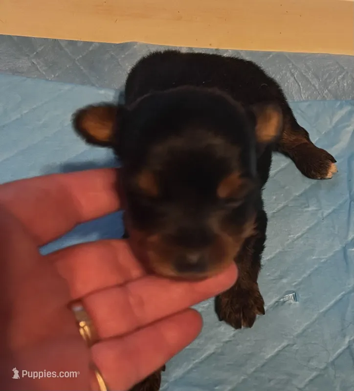Doc – Yorkshire Terrier puppy for sale in Meridian, MS
