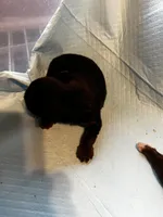 Doc, a male Yorkshire Terrier for sale in Meridian, MS – Photo 2 of 2