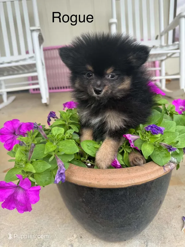 Rogue – Pomeranian puppy for sale in Meridian, MS