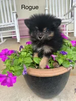 Rogue, a male Pomeranian for sale in Meridian, MS – 1 of 2