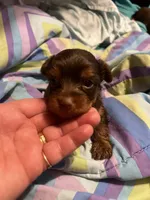 Jill, a female Yorkshire Terrier for sale in Meridian, MS – 4 of 5