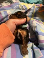 Donatello , a male Yorkshire Terrier for sale in Meridian, MS – 6 of 7