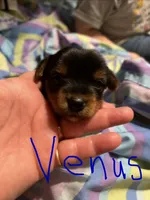 Venus, a female Yorkshire Terrier for sale in Meridian, MS – 1 of 6