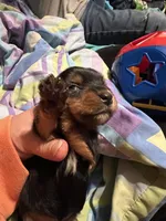 Venus, a female Yorkshire Terrier for sale in Meridian, MS – 2 of 6