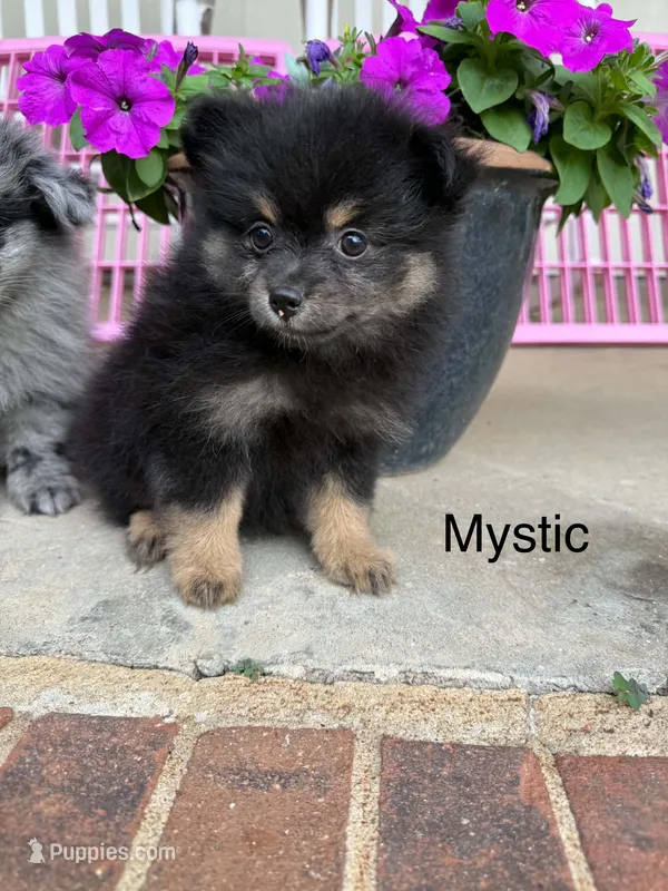 Mystic – Pomeranian puppy for sale in Meridian, MS