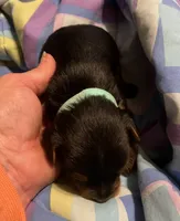 Donatello , a male Yorkshire Terrier for sale in Meridian, MS – 5 of 7