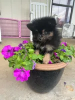 Rogue, a male Pomeranian for sale in Meridian, MS – 2 of 2