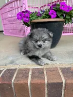 Gibbs, a male Pomeranian for sale in Meridian, MS – 2 of 2