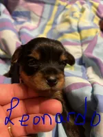 Leonardo , a male Yorkshire Terrier for sale in Meridian, MS – 1 of 6