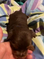 Bosley, a male Yorkshire Terrier for sale in Meridian, MS – 3 of 5