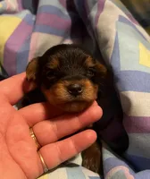 Donatello , a male Yorkshire Terrier for sale in Meridian, MS – 4 of 7