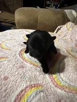 Mystic, a female Pomeranian for sale in Meridian, MS – Photo 1 of 2