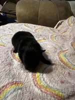 Mystic, a female Pomeranian for sale in Meridian, MS – Photo 2 of 2