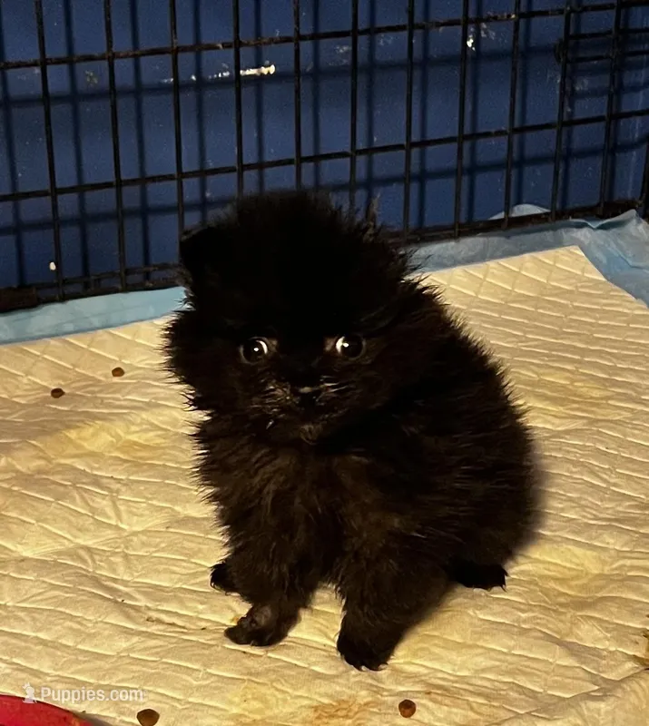 Mystic – Pomeranian puppy for sale in Meridian, MS
