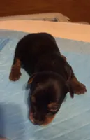 Prince Charming , a male Yorkshire Terrier for sale in Meridian, MS – Photo 2 of 4