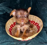 Prince Charming , a male Yorkshire Terrier for sale in Meridian, MS – Photo 3 of 8