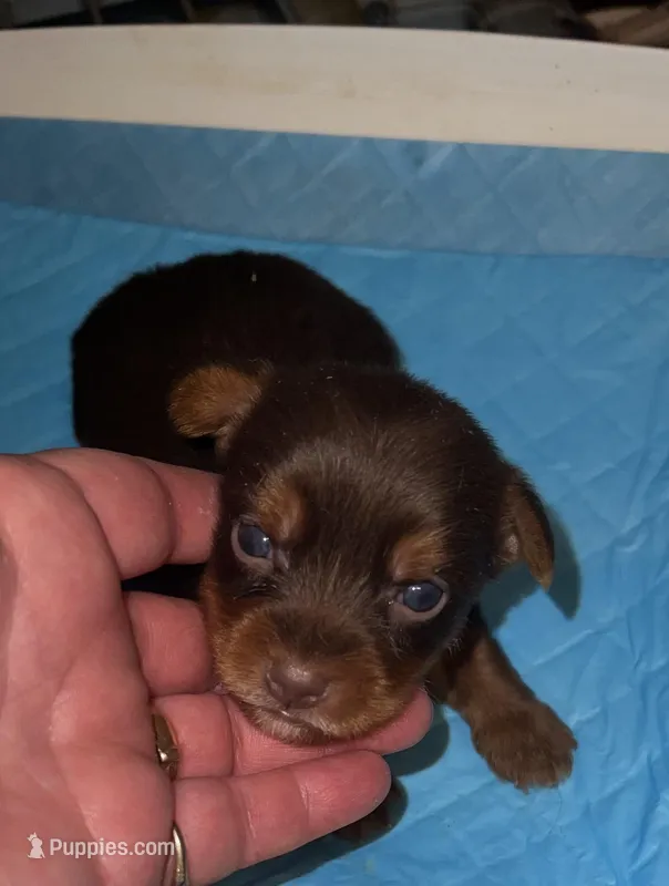 Prince Charming  – Yorkshire Terrier puppy for sale in Meridian, MS