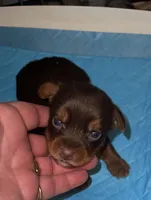 Prince Charming , a male Yorkshire Terrier for sale in Meridian, MS – Photo 1 of 4