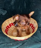 Prince Charming , a male Yorkshire Terrier for sale in Meridian, MS – Photo 4 of 8