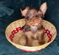 Prince Charming , a male Yorkshire Terrier for sale in Meridian, MS – Photo 2 of 8