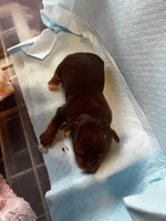 Prince Charming , a male Yorkshire Terrier for sale in Meridian, MS – Photo 1 of 2