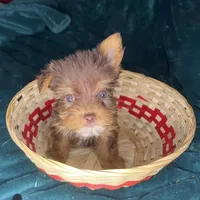 Snow White , a female Yorkshire Terrier for sale in Meridian, MS – Photo 2 of 8