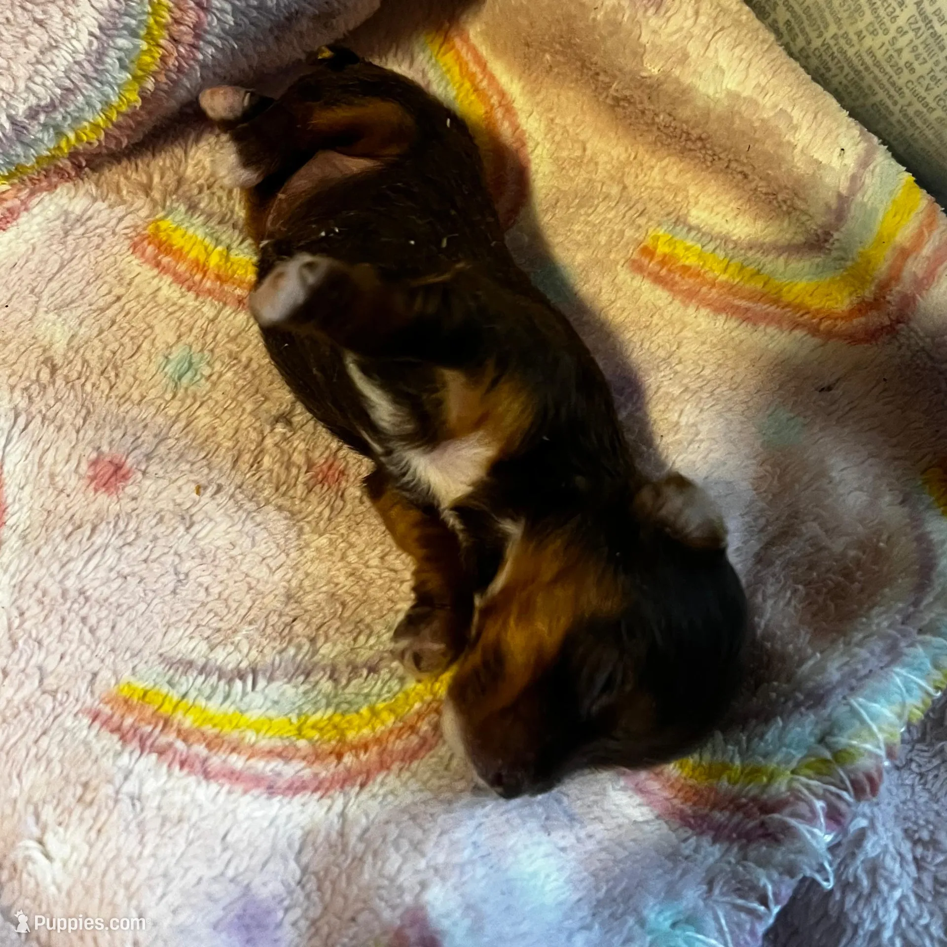 Snow White  – Yorkshire Terrier puppy for sale in Meridian, MS