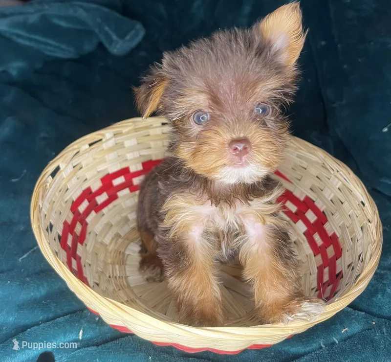 Snow White  – Yorkshire Terrier puppy for sale in Meridian, MS