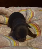 Snow White , a female Yorkshire Terrier for sale in Meridian, MS – Photo 2 of 4