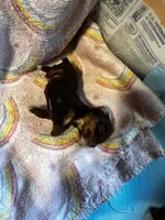 Snow White , a female Yorkshire Terrier for sale in Meridian, MS – Photo 2 of 2