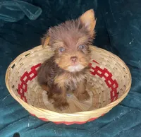 Snow White , a female Yorkshire Terrier for sale in Meridian, MS – Photo 4 of 8