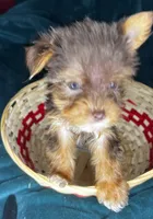 Snow White , a female Yorkshire Terrier for sale in Meridian, MS – Photo 3 of 8