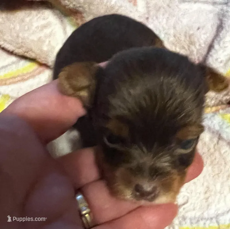 Snow White  – Yorkshire Terrier puppy for sale in Meridian, MS