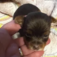 Snow White , a female Yorkshire Terrier for sale in Meridian, MS – Photo 1 of 4