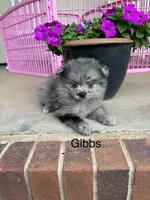 Gibbs, a male Pomeranian for sale in Meridian, MS – 1 of 2