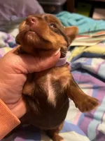 April, a female Yorkshire Terrier for sale in Meridian, MS – 3 of 5