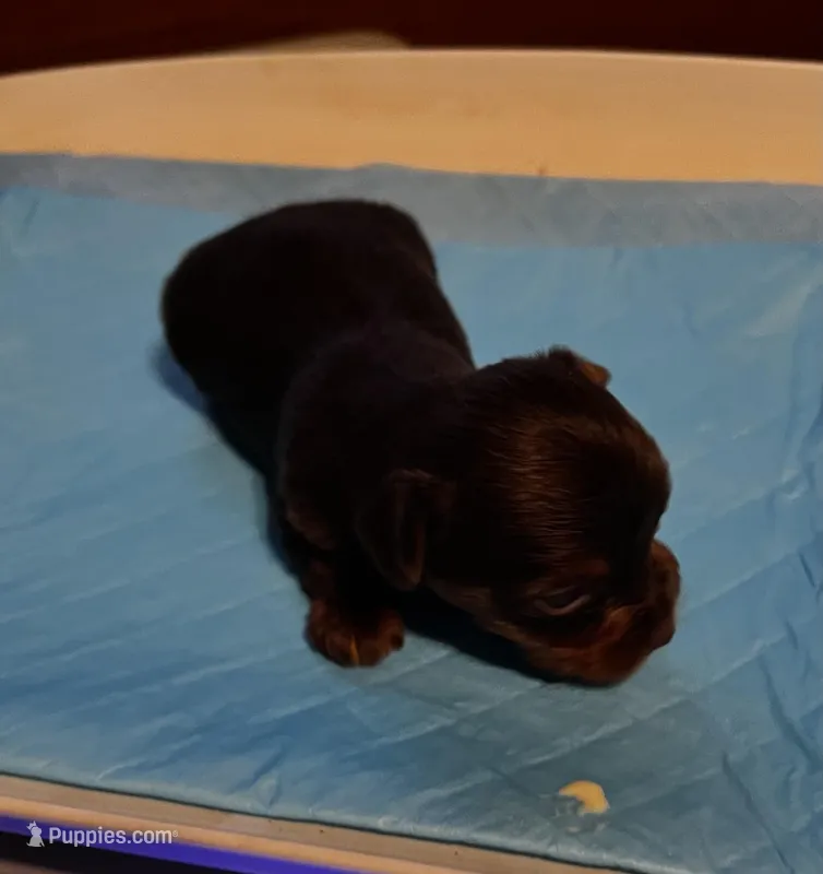 Grumpy  – Yorkshire Terrier puppy for sale in Meridian, MS