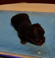 Grumpy , a male Yorkshire Terrier for sale in Meridian, MS – Photo 1 of 5