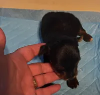 Grumpy , a male Yorkshire Terrier for sale in Meridian, MS – Photo 2 of 5