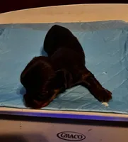 Grumpy , a male Yorkshire Terrier for sale in Meridian, MS – Photo 5 of 5