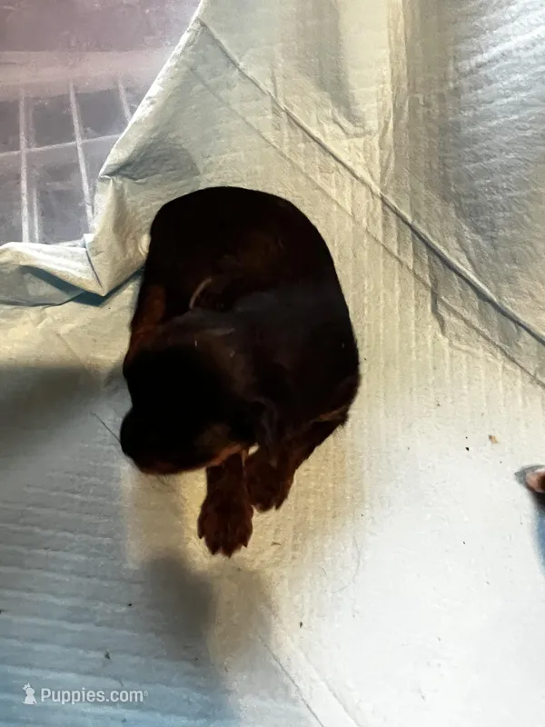 Grumpy  – Yorkshire Terrier puppy for sale in Meridian, MS