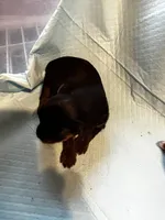 Grumpy , a male Yorkshire Terrier for sale in Meridian, MS – Photo 1 of 2