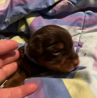 Michelangelo , a male Yorkshire Terrier for sale in Meridian, MS – 3 of 6